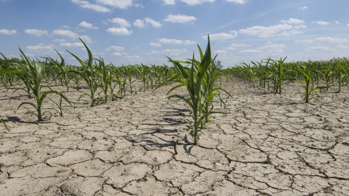 Agriculture : des solutions existent pour s’adapter au réchauffement climatique