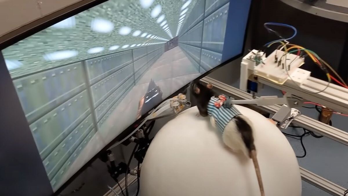 Ce neuroingénieur a appris à des souris à jouer à des jeux vidéo