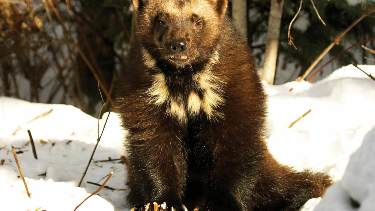 Is the Wolverine Canadian?